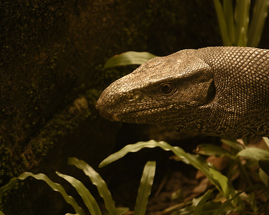 Monitor lizards