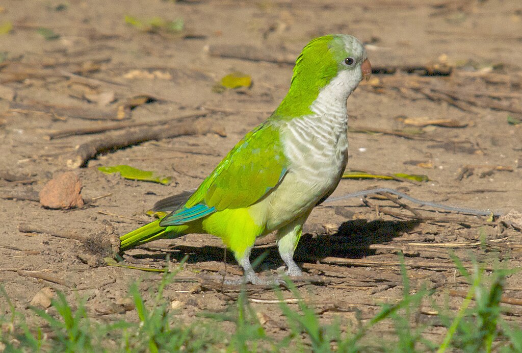Monk Parakeet (Myiopsitta monachus) Buenos Aires