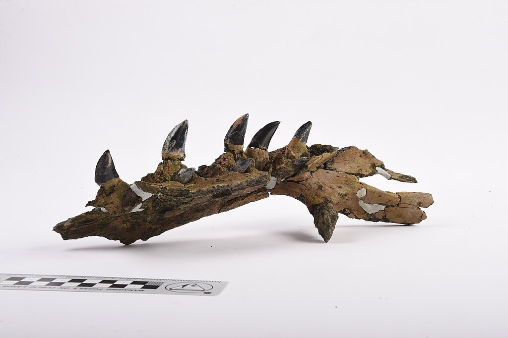 Mosasaur Jaw Fossil