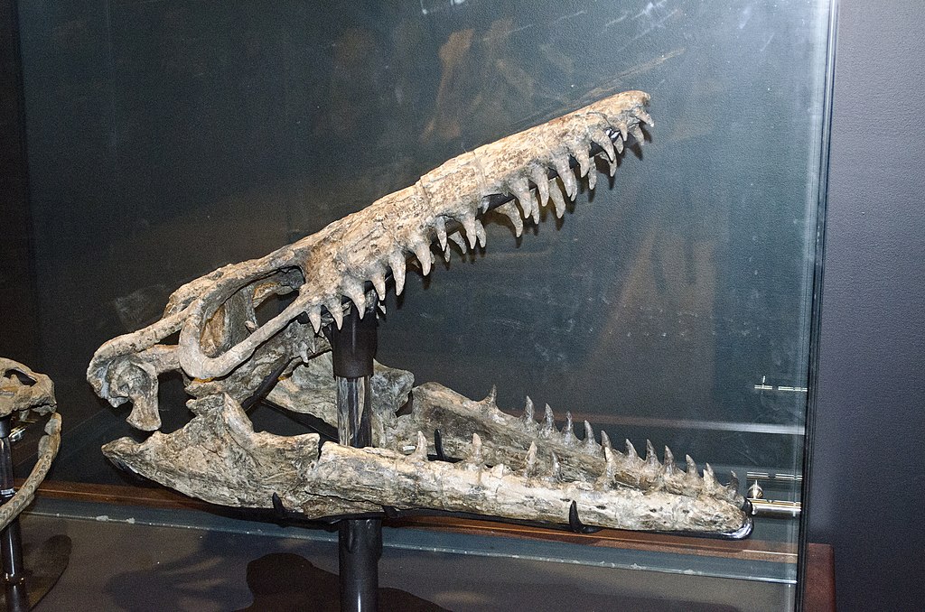 Mosasaur skull