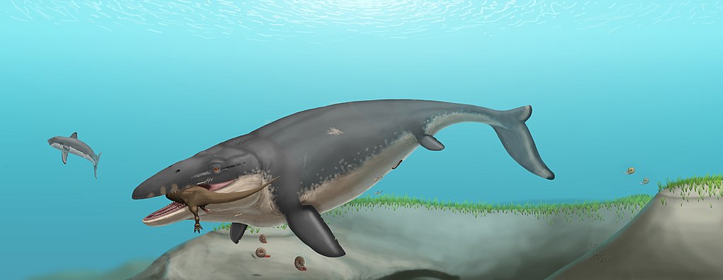 Mosasaurus hoffmanni