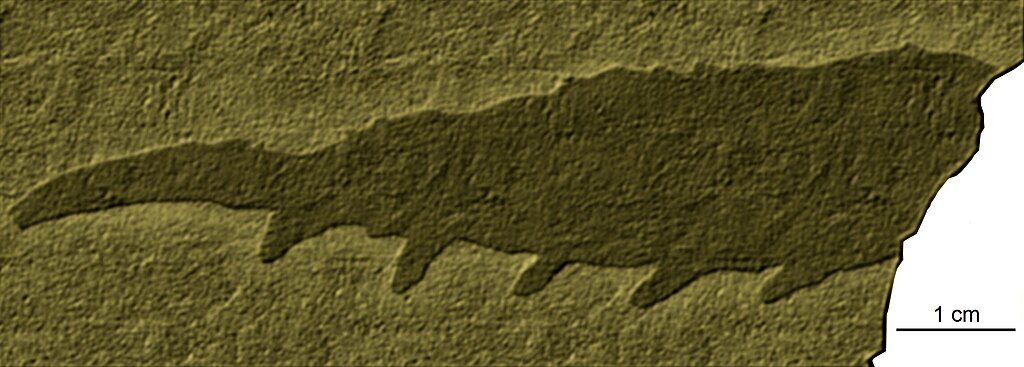 Mureropodia apae - Xenusia - Lower Cambrian - Murero, Spain