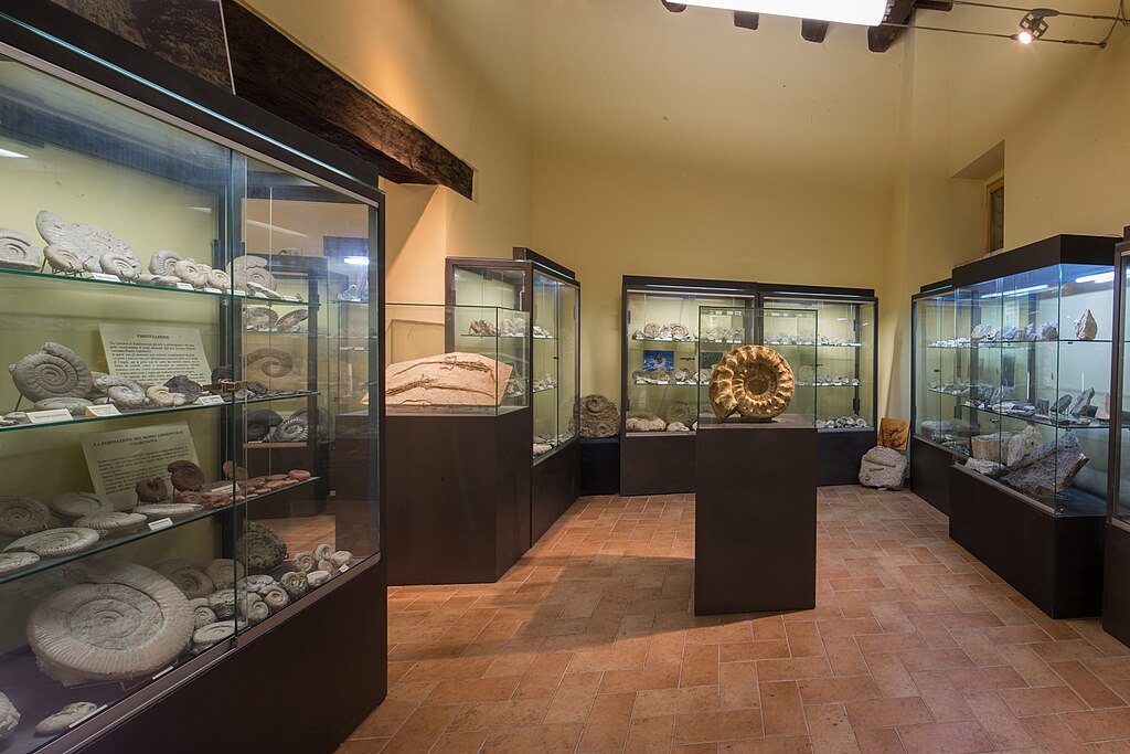 Museo storia naturale Gagliole - Sala ammoniti