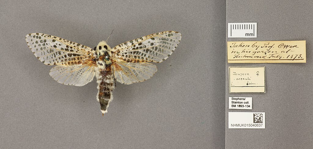A Leopard moth (Zeuzera pyrina) collected by Richard Owen (1804-1892) in July 1873 at the garden of his house Sheen Lodge in Richmond.