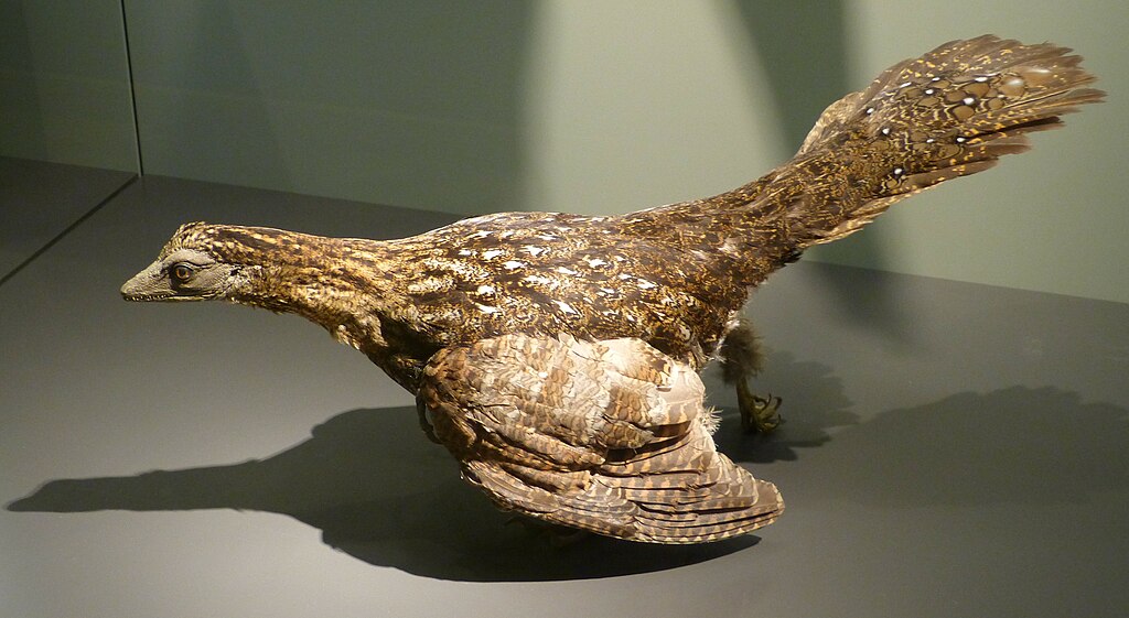 Archaeopteryx lithographica Model