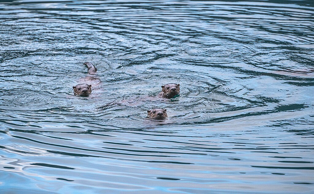 A family of otters swim in a lake.