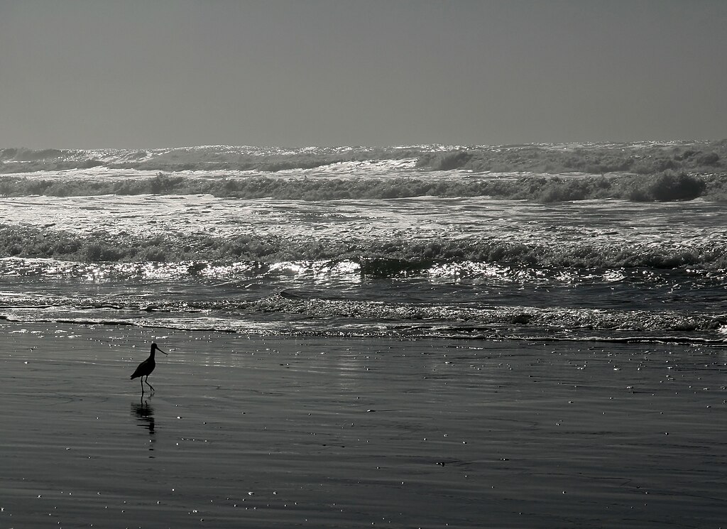 Ocean beach at low tide against the sun.