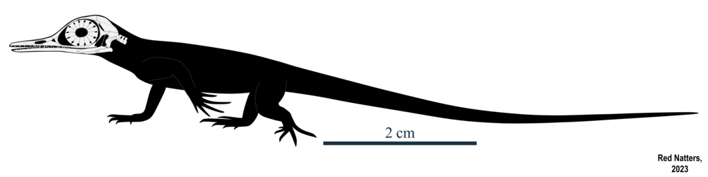 Oculudentavis khaungraae Skeletal
