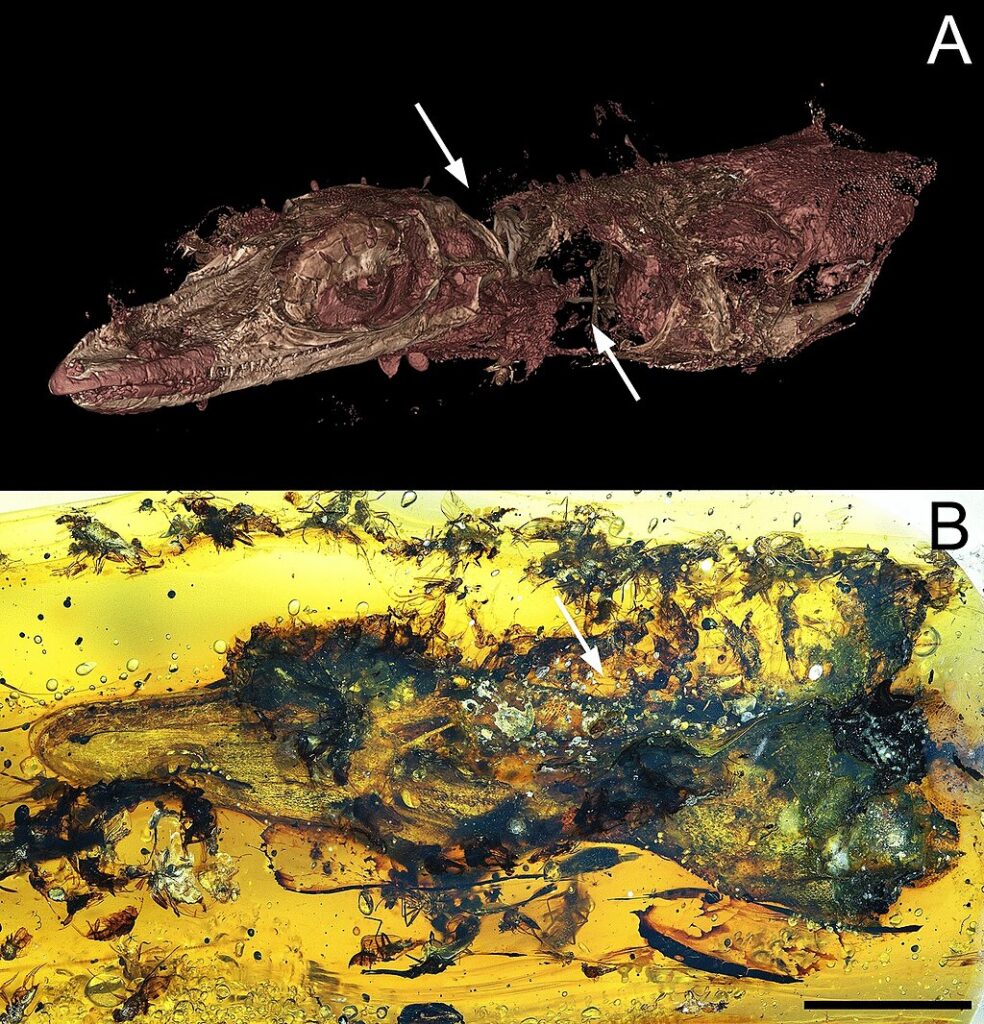 Oculudentavis naga specimen