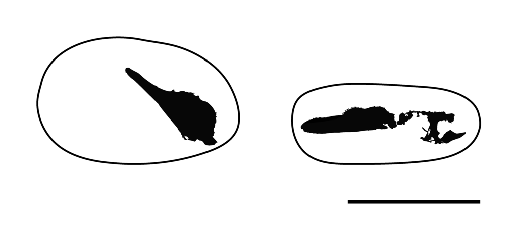 Oculudentavis