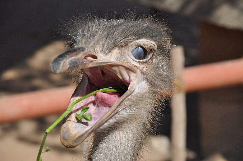 Open wide--Ostriches eat herbs too
