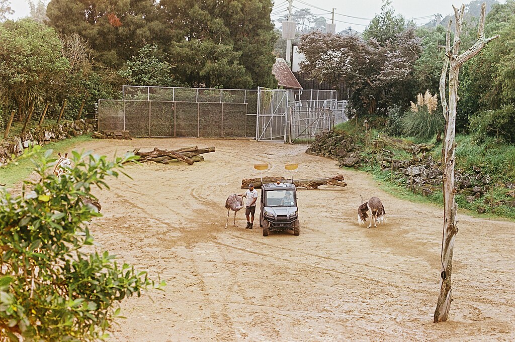 Ostriches, Auckland Zoo