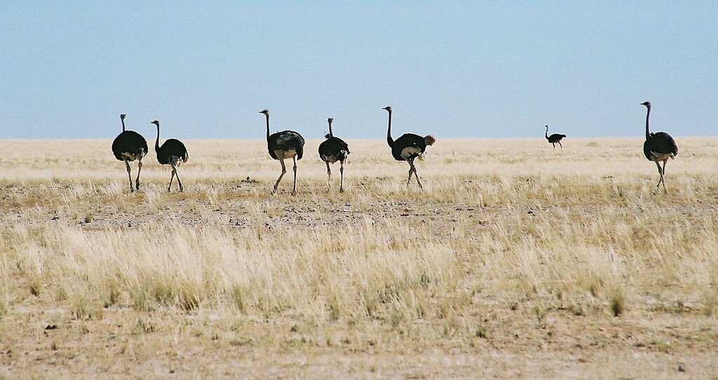 Ostriches Namibia