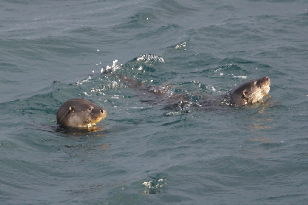 Otters (Lutra lutra) off Baltasound pier