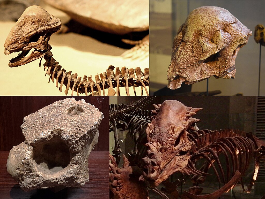 Montage of four pachycephalosaurs. 