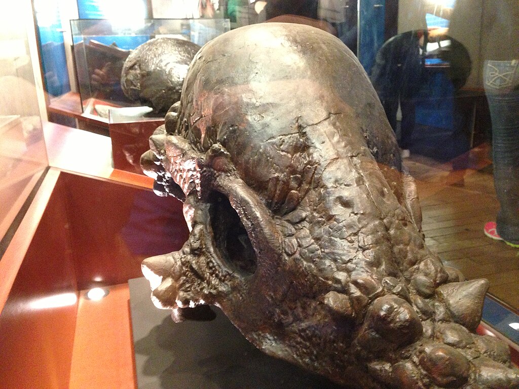 Pachycephalosaurs Skull in the Natural History Museum in London, England. 