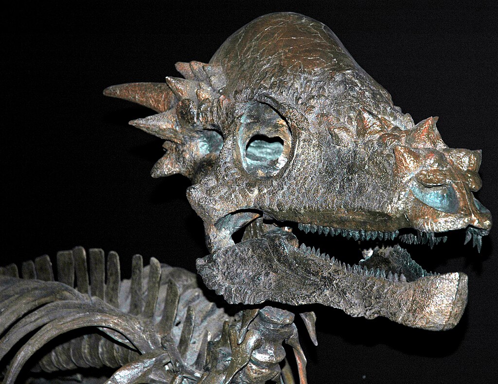 	
Pachycephalosaurus wyomingensis Gilmore, 1931 dinosaur (reconstruction) 