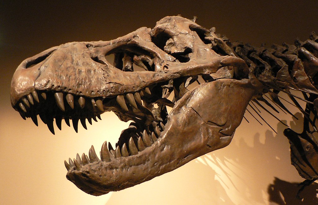 Picture of a T-Rex head on display, in Palais de la Découverte, Paris