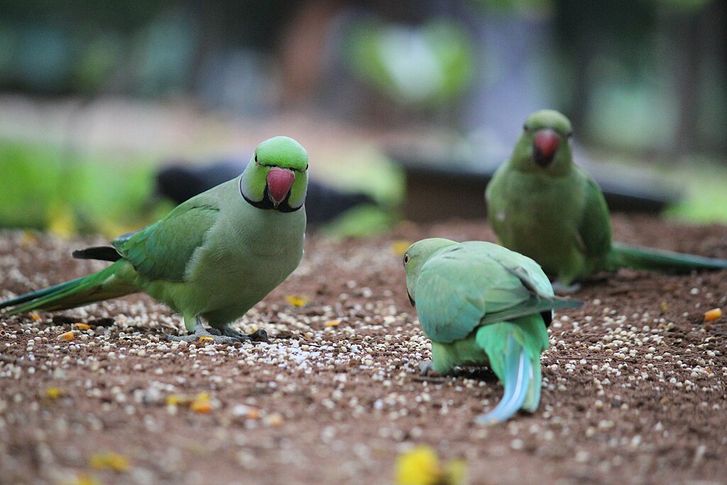 Indian-parrot