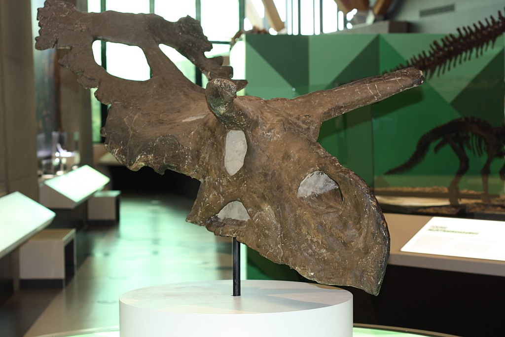Philip J. Currie Dinosaur Museum's Albertaceratops Nesmoi