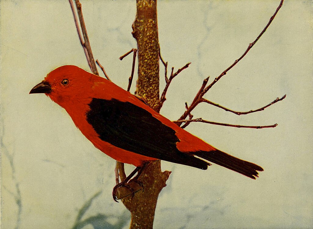 Piranga olivacea (w:Scarlet Tanager)