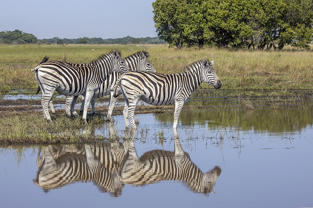 Plains zebras (Equus quagga).Maputo National Park, Mozambique