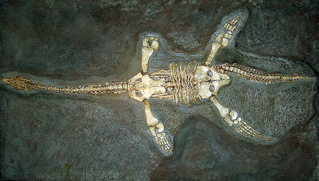 Cast of a Thalassiodracon hawkinsi skeleton (known as Hawkin's Plesiosaur) at Bristol City Museum, Bristol, England.