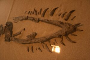 Elasmosaurus: The Long-Necked Wonder of the Ancient Seas – Dino World