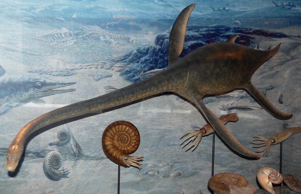 Plesiosaur model