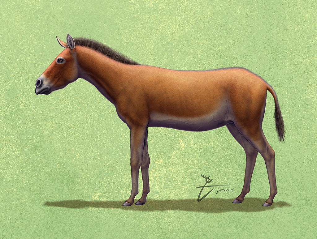Life reconstruction of Pliohippus pernix, based on work from Deb Bennett.