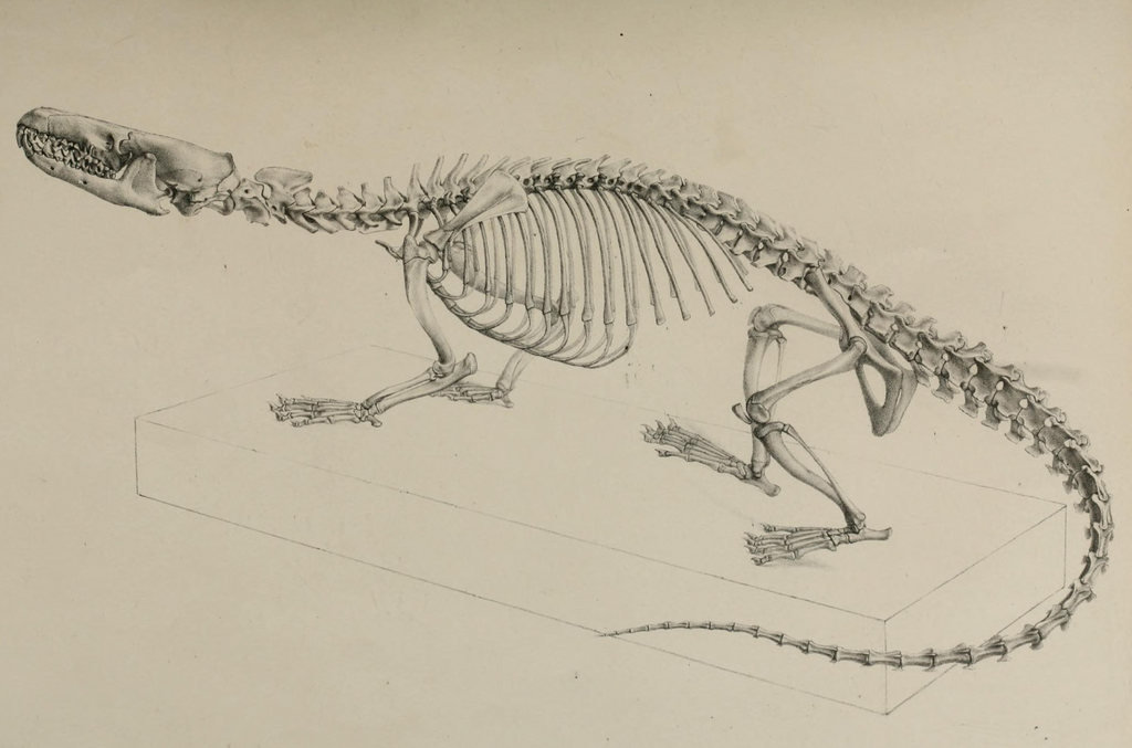 Skeleton of the Giant Otter shrew, published by George J. Allman 1866