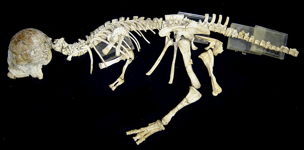 Undescribed pachycephalosaur skeleton privately owned by TaylorMadeFossils.com