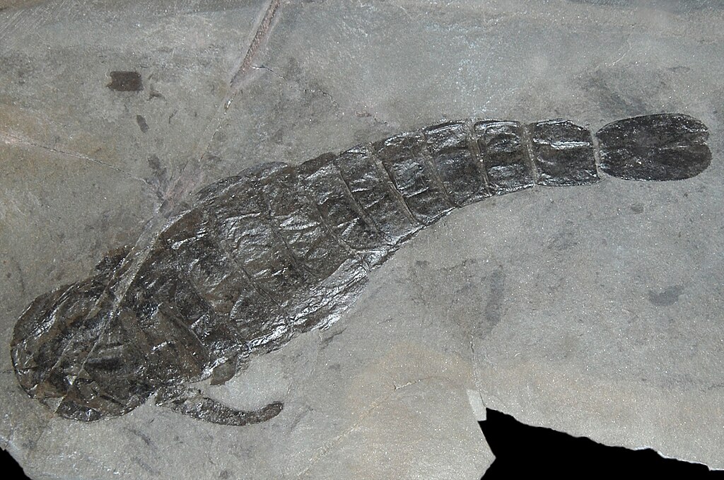 Pterygotus