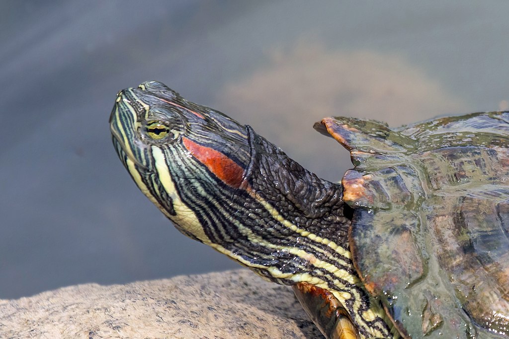Red-eared slider