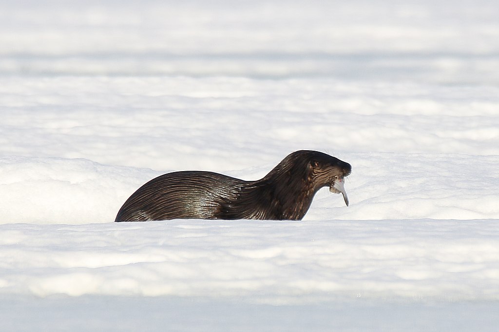 on River otter feeding on ice