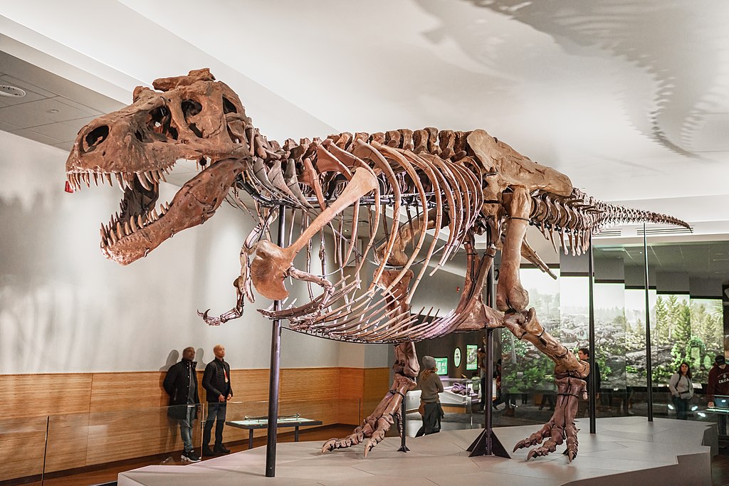 "Sue" the Tyrannosaurus rex in its new suite in the Evolving Planet exhibit hall at the Field Museum of Natural History, Chicago, Illinois, United States