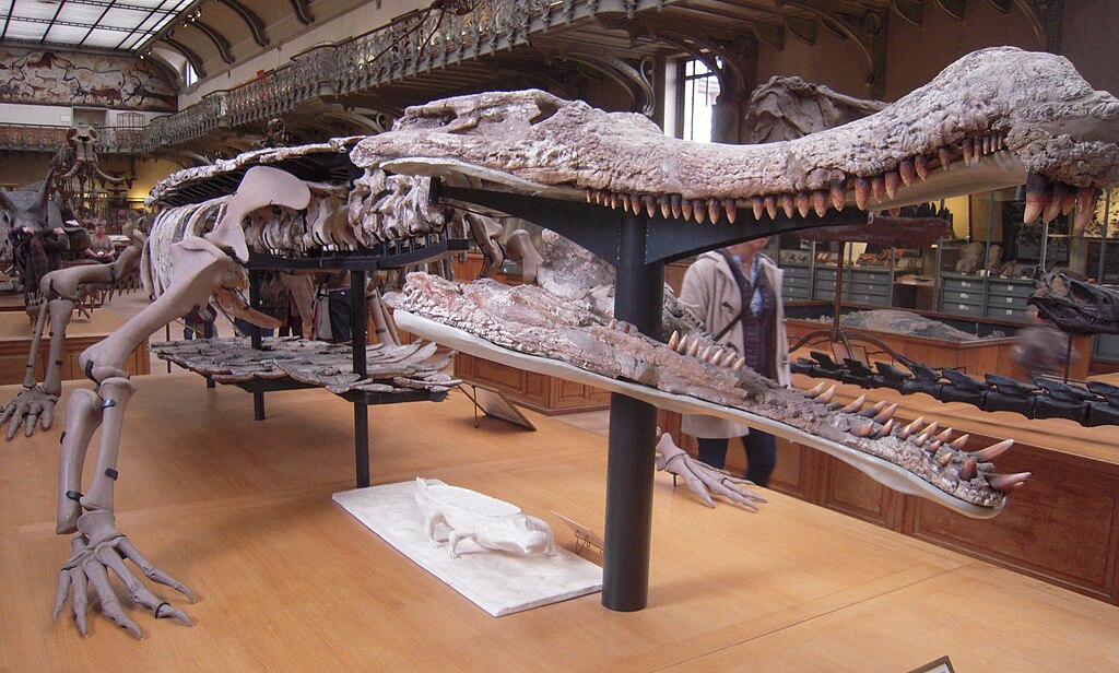Sarcosuchus Paris