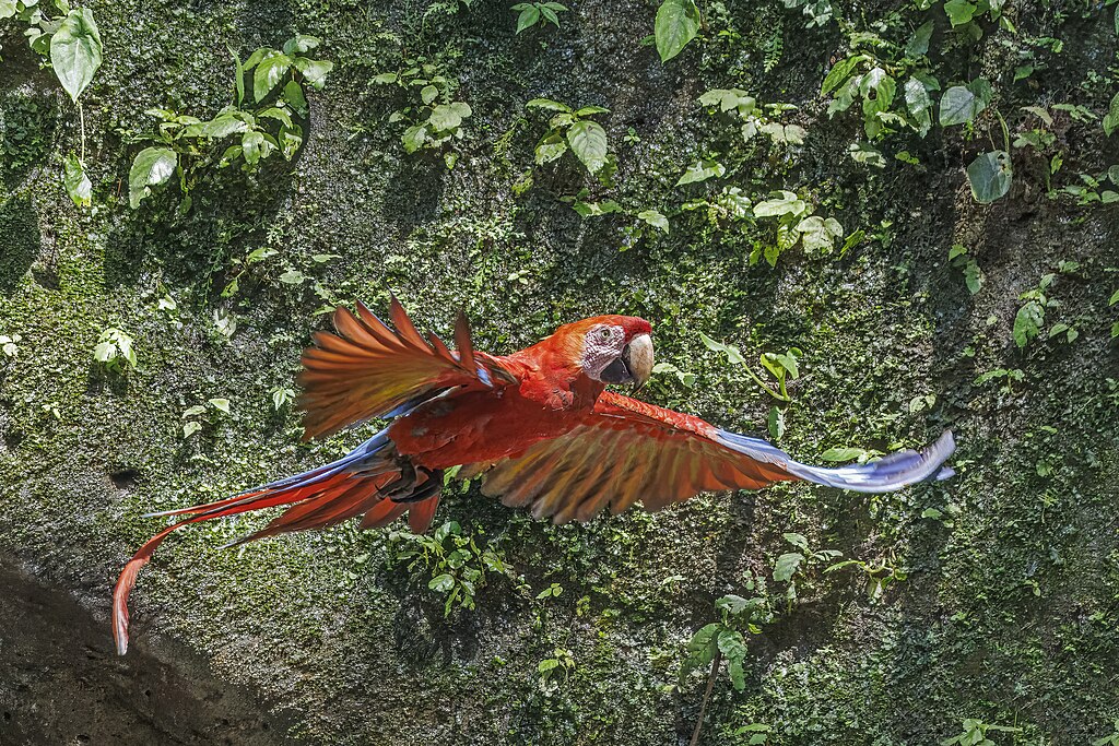 Scarlet macaw (Ara macao macao) in flight Yasuni