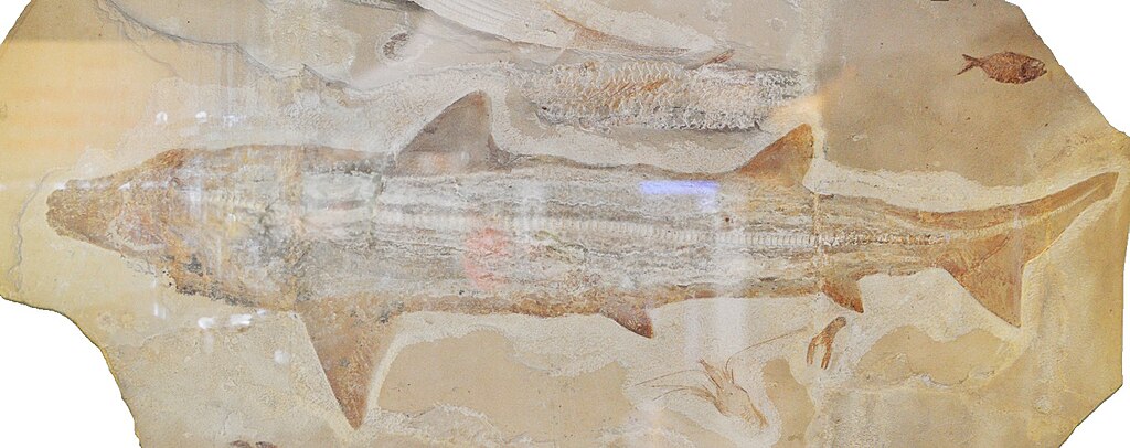 Shark fossil