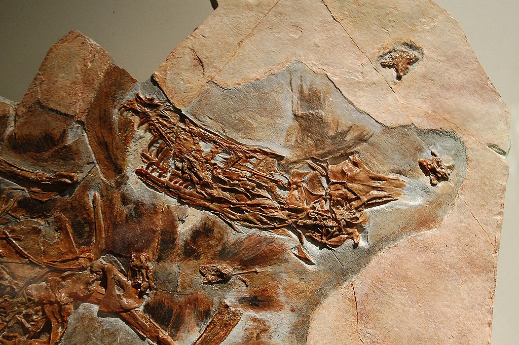 Cast of the holotype specimen of Sinornithosaurus millenii (IVPP V12811), at the American Museum of Natural History in New York.