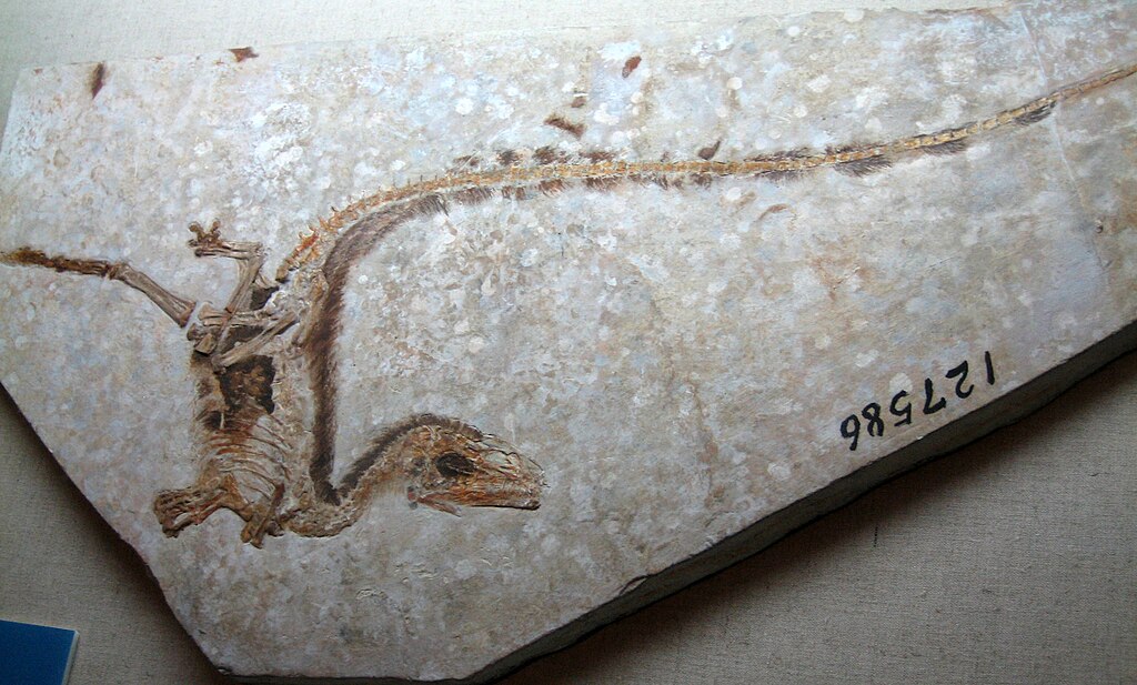 Sinosauropteryx fossil, from our trip to Hohhot, Inner Mongolia, China for National Day Holiday 2007.