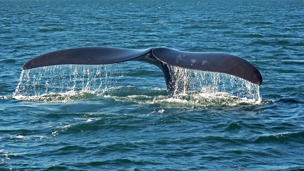 Southern right whale caudal fin