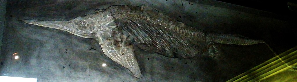 Stenopterygius (Ichthyosaurus) megacephalus