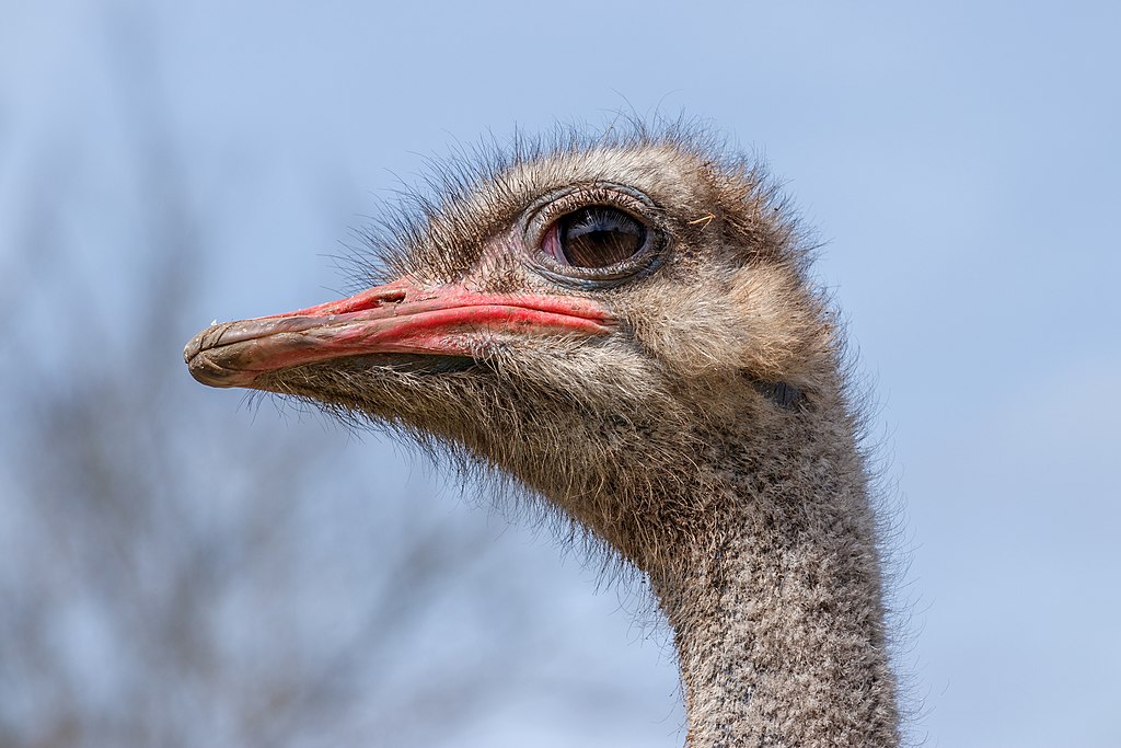 Common ostrich, male
