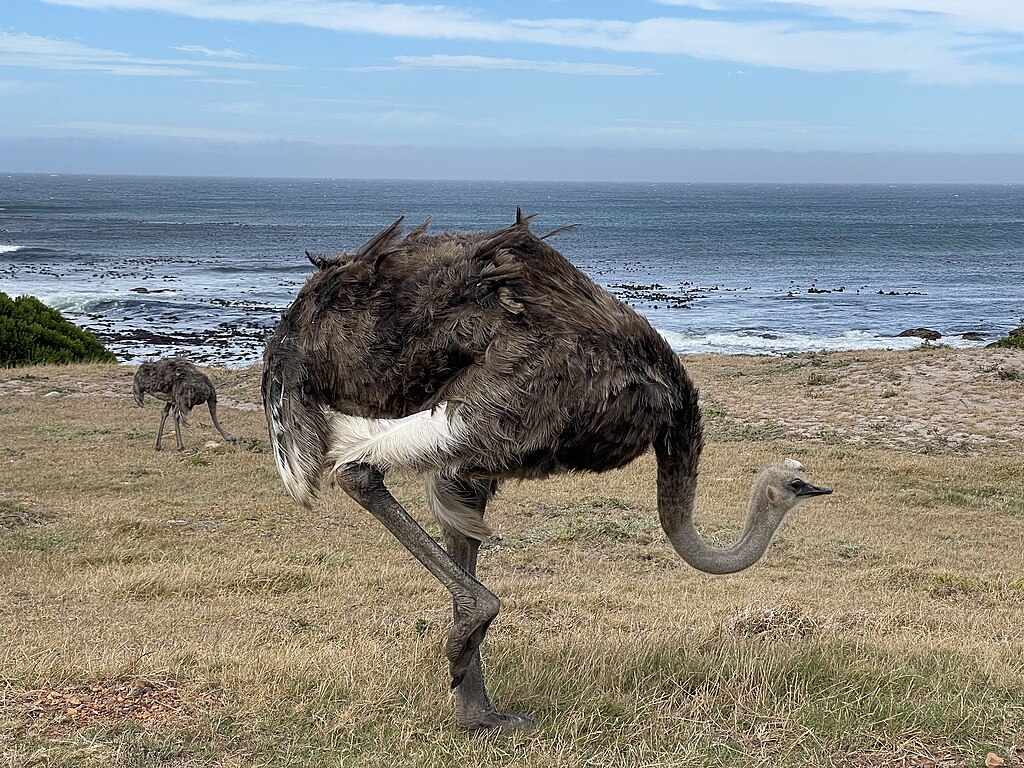 Common Ostrich (Struthio camelus)