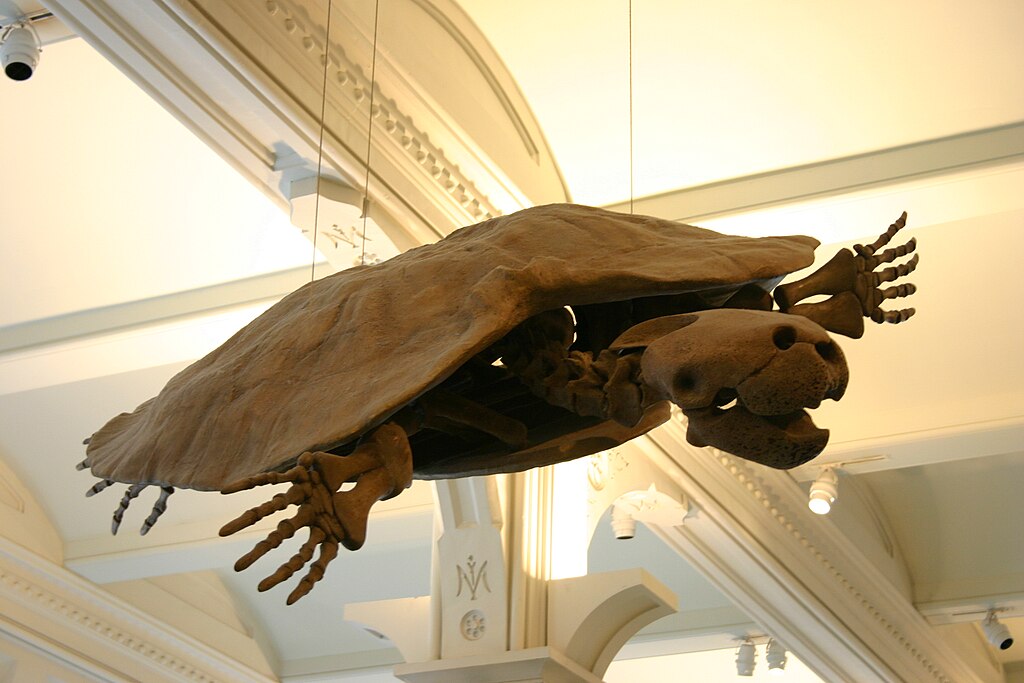 Stupendemys geographicus skeleton, with skull of Caninemys