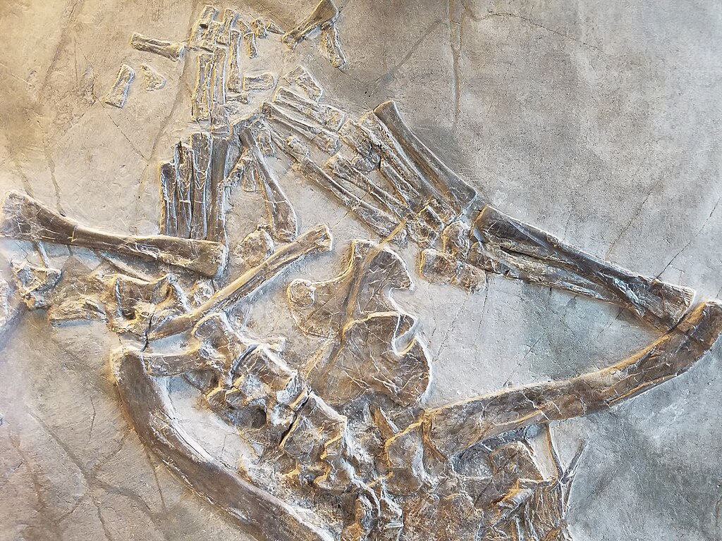 The hindlimb and hip area of PIMUZ T 2818 ("exemplar m"), a mostly complete skeleton of Tanystropheus hydroides