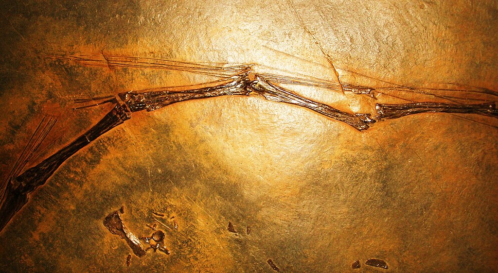 Tanystropheus longobardicus cervical vertebrae