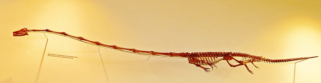 Tanystropheus skull recon
