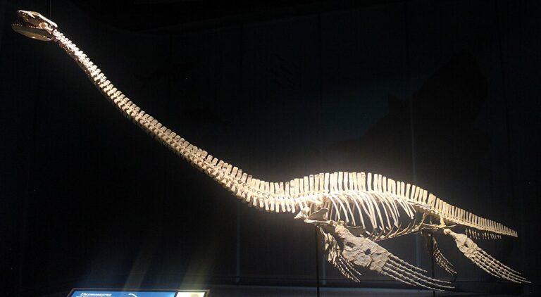 Elasmosaurus: The Long-Necked Wonder of the Ancient Seas – Dino World